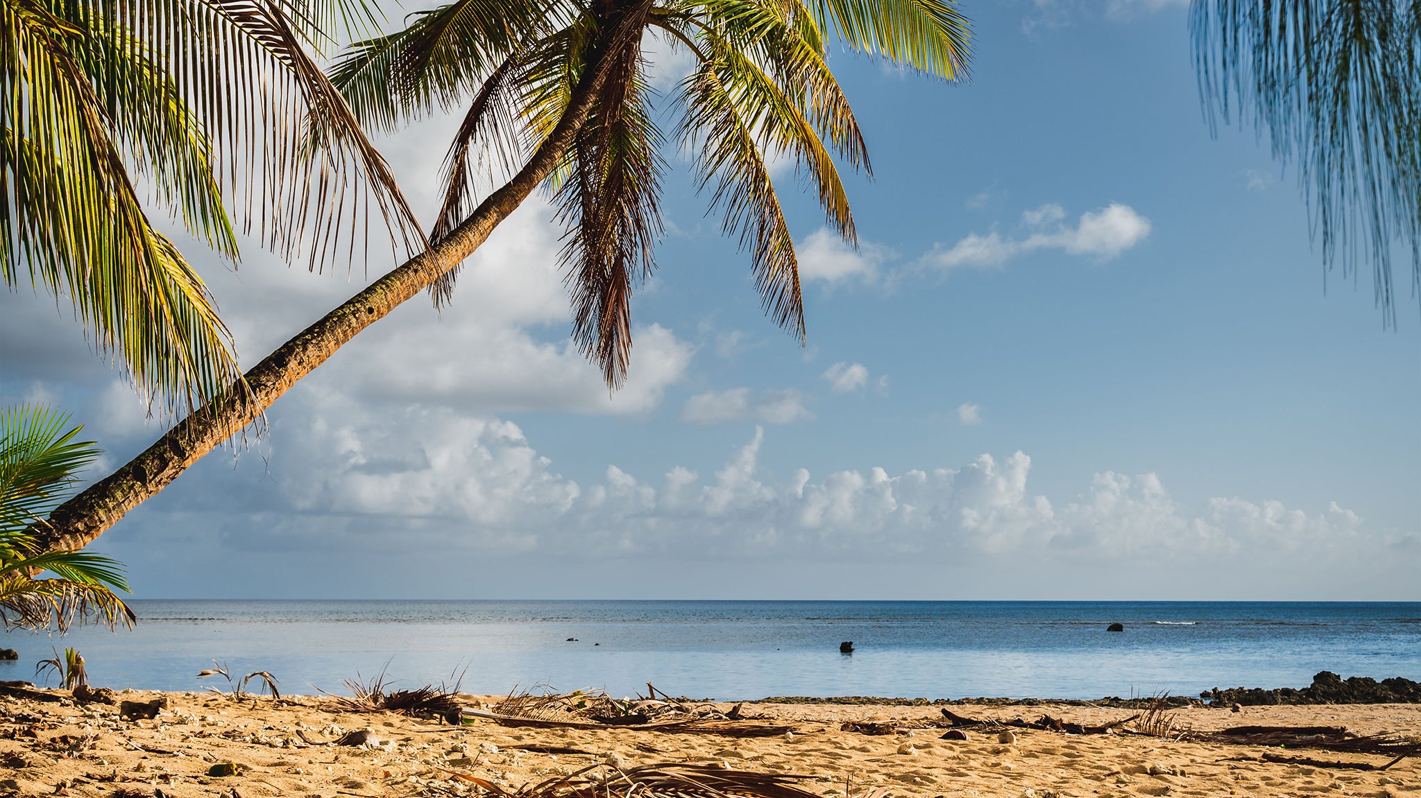 Tropical beach with palm trees