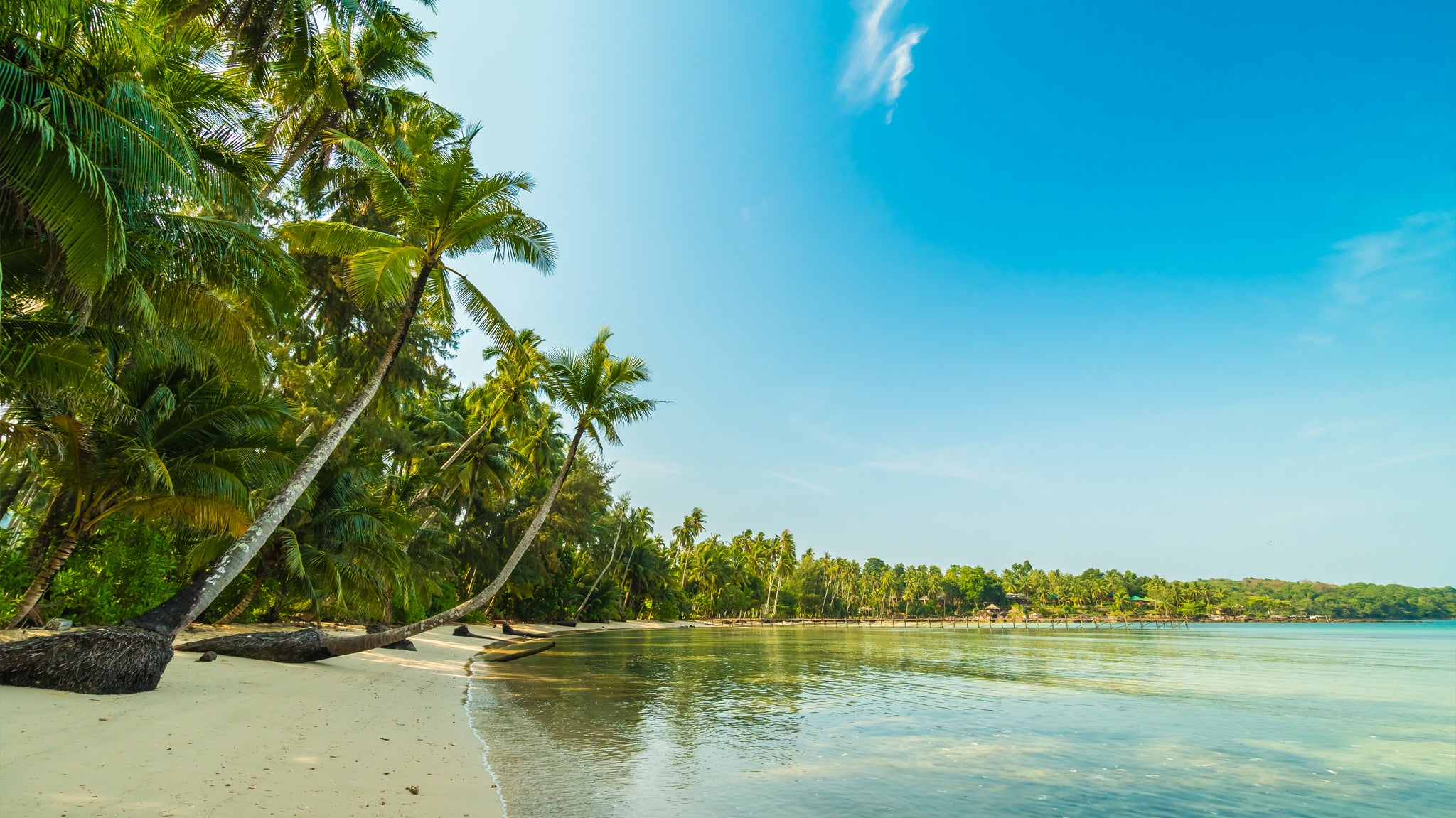 Tropical beach with palm tree and docks